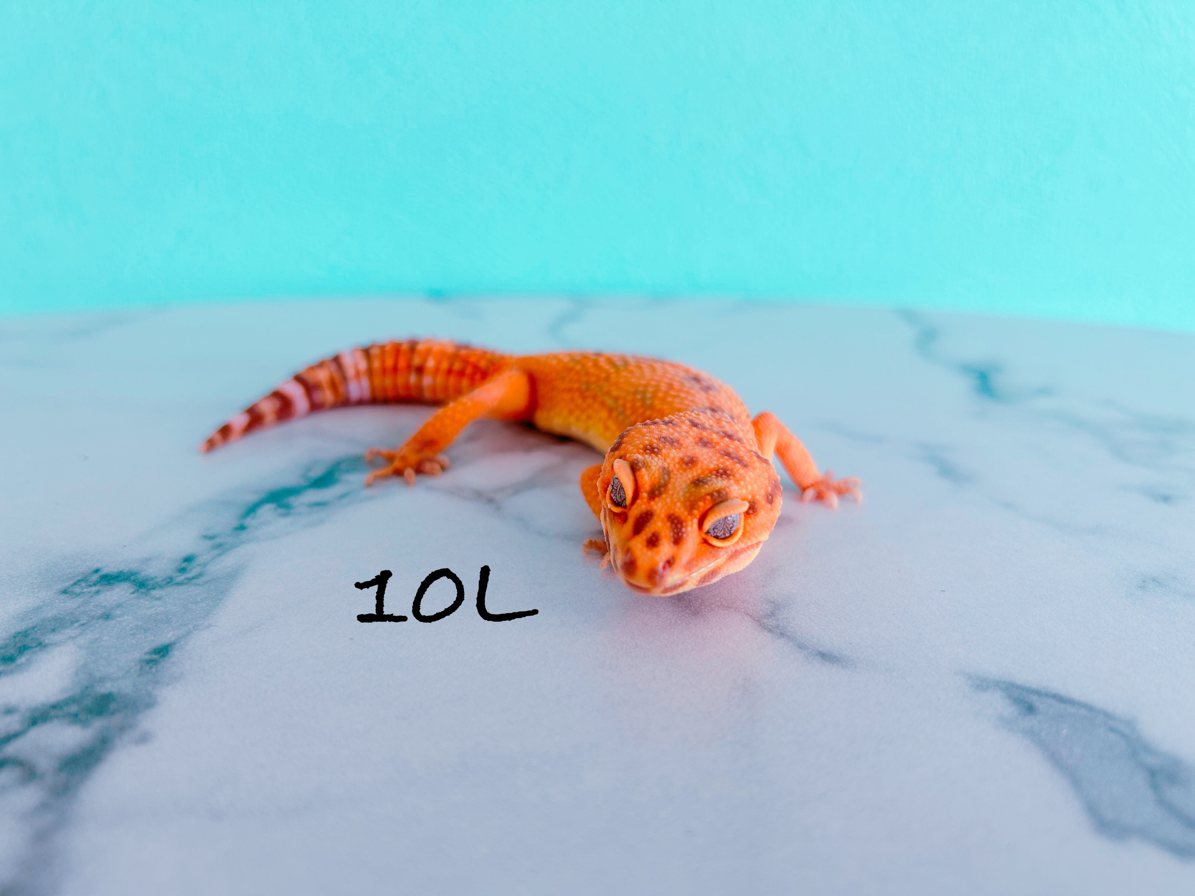 ヒョウモントカゲモドキ　10L