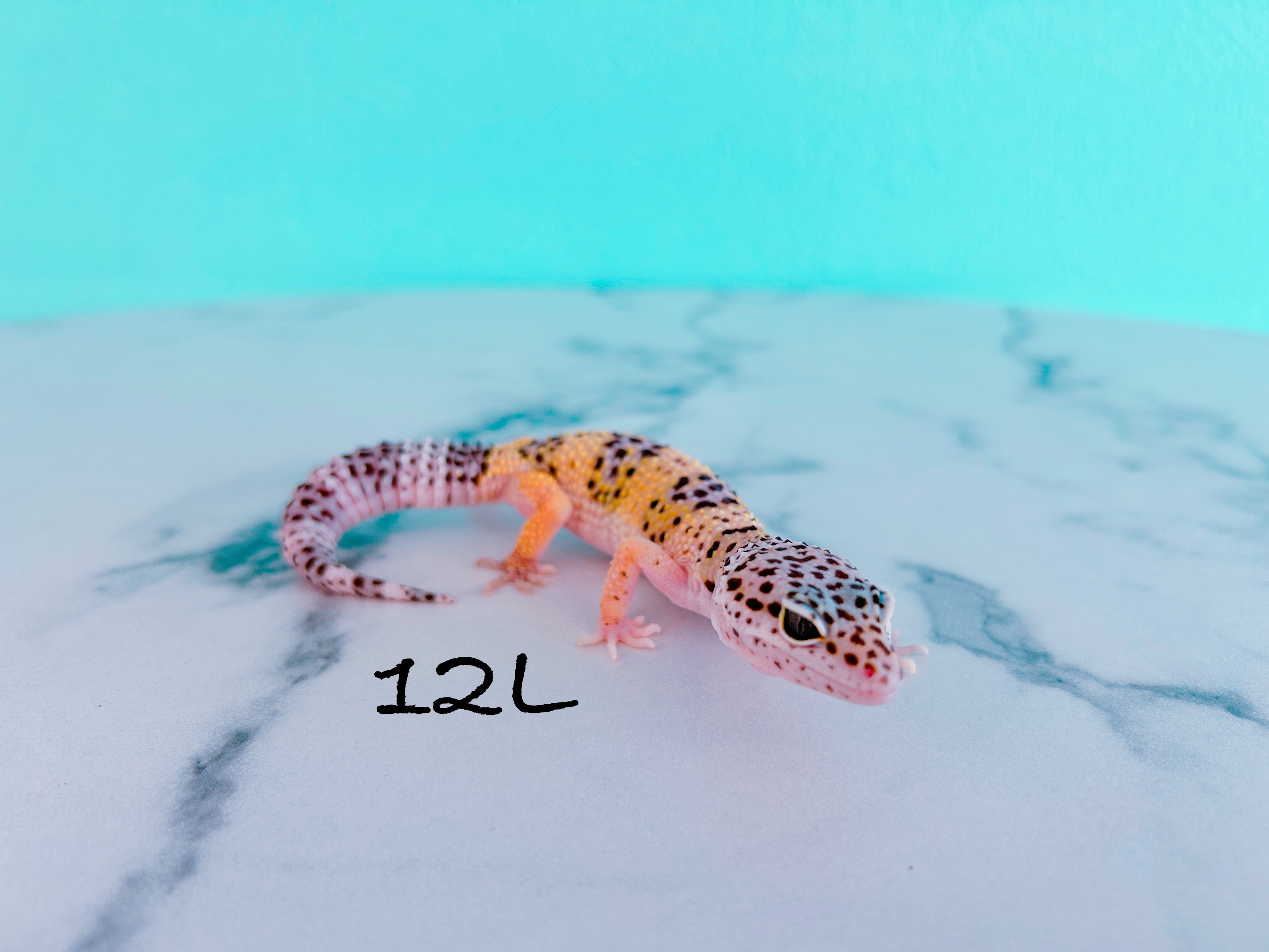 ヒョウモントカゲモドキ　12L