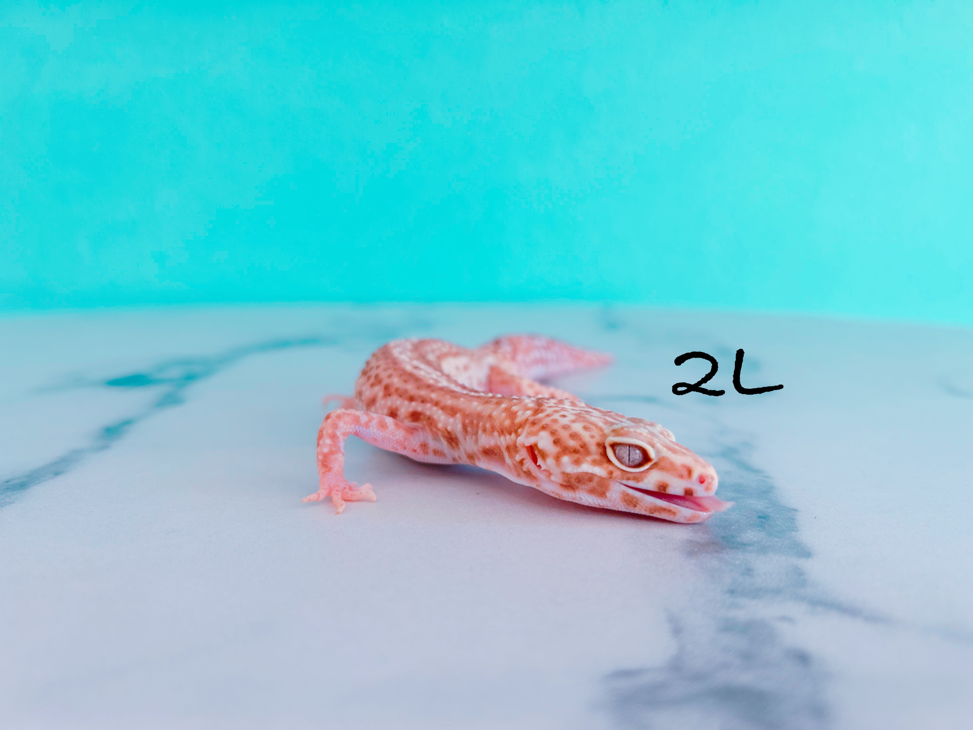 ヒョウモントカゲモドキ 2L