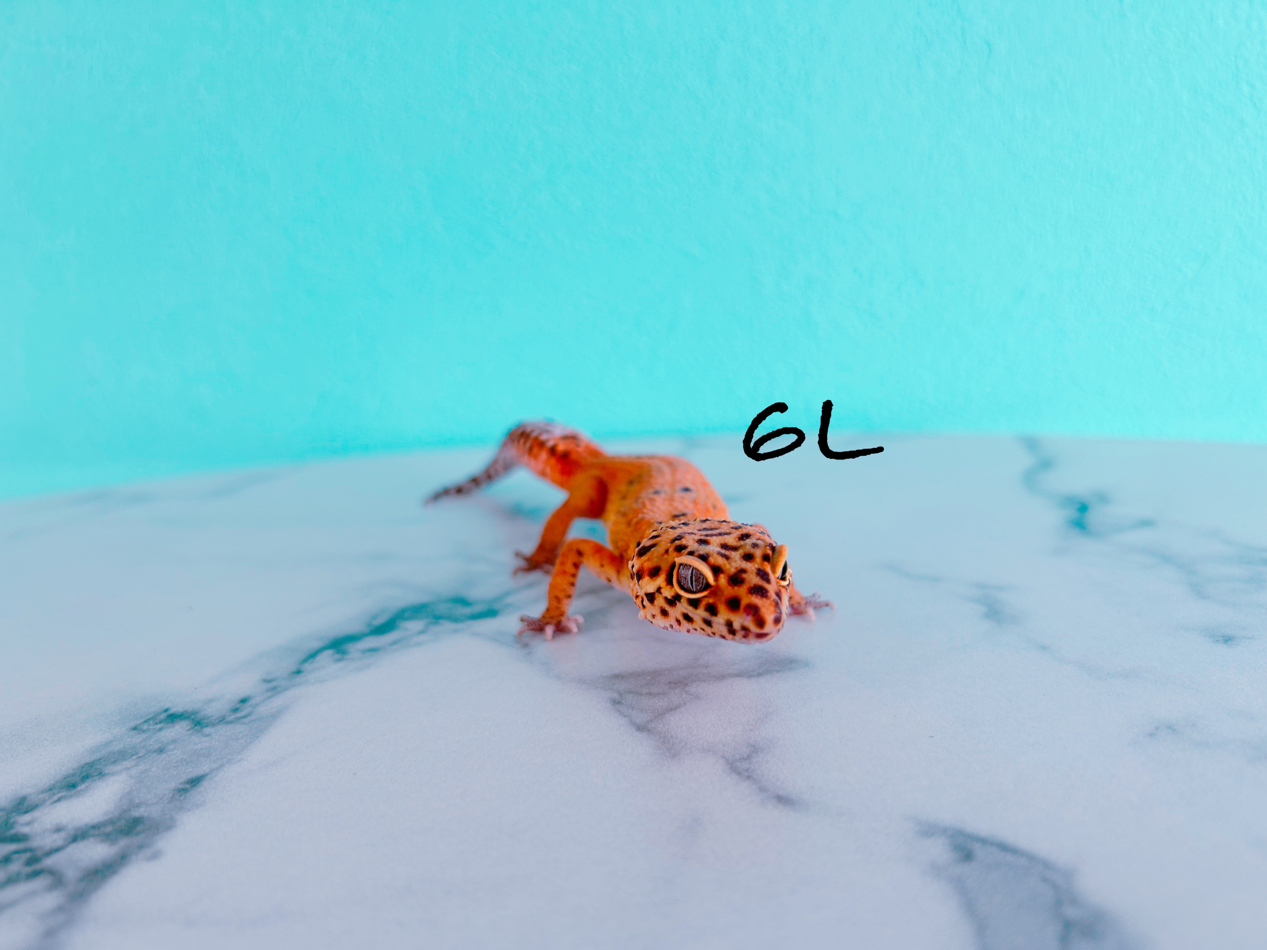 ヒョウモントカゲモドキ 6L