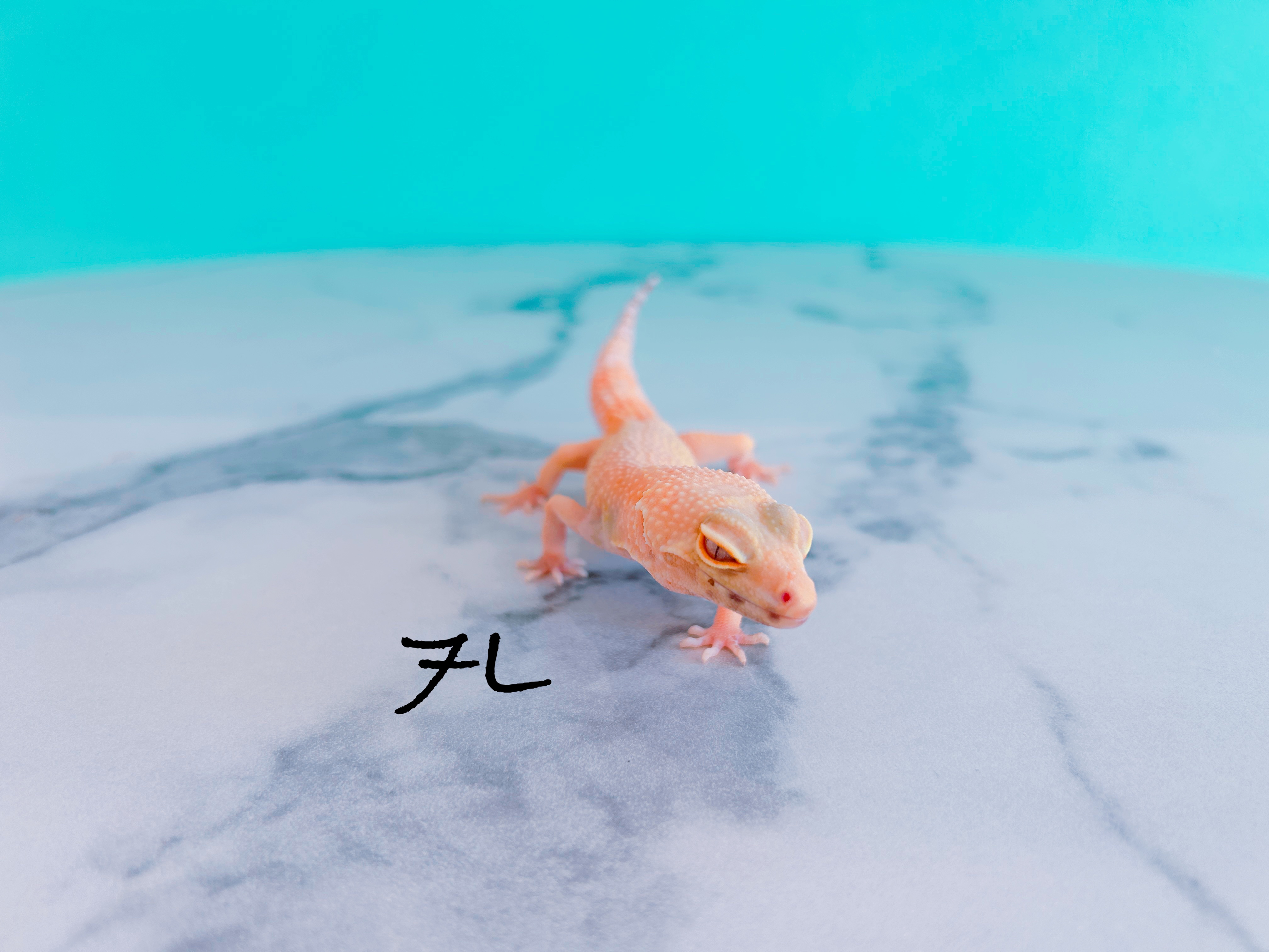 ヒョウモントカゲモドキ　7L