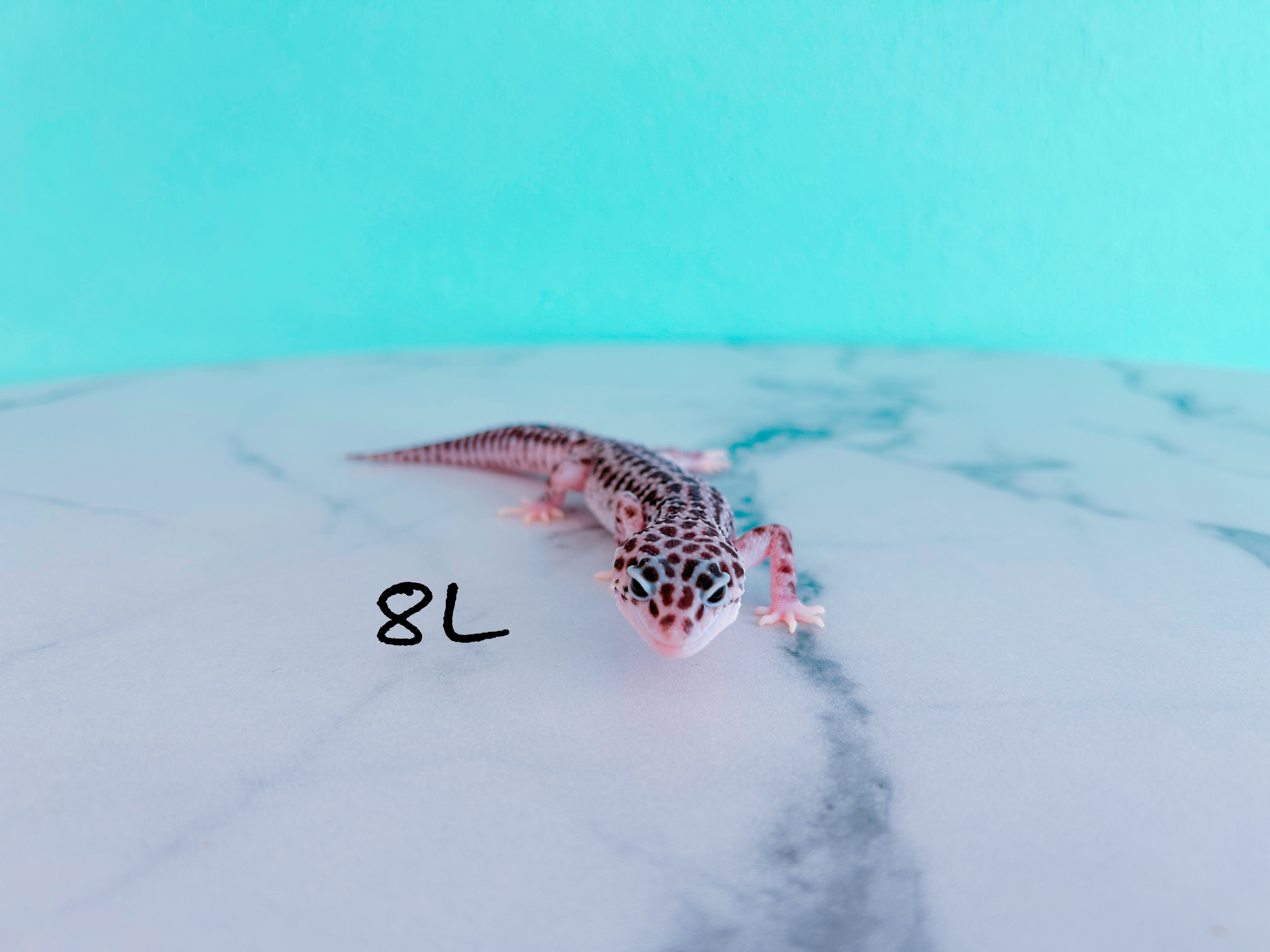 ヒョウモントカゲモドキ　8L