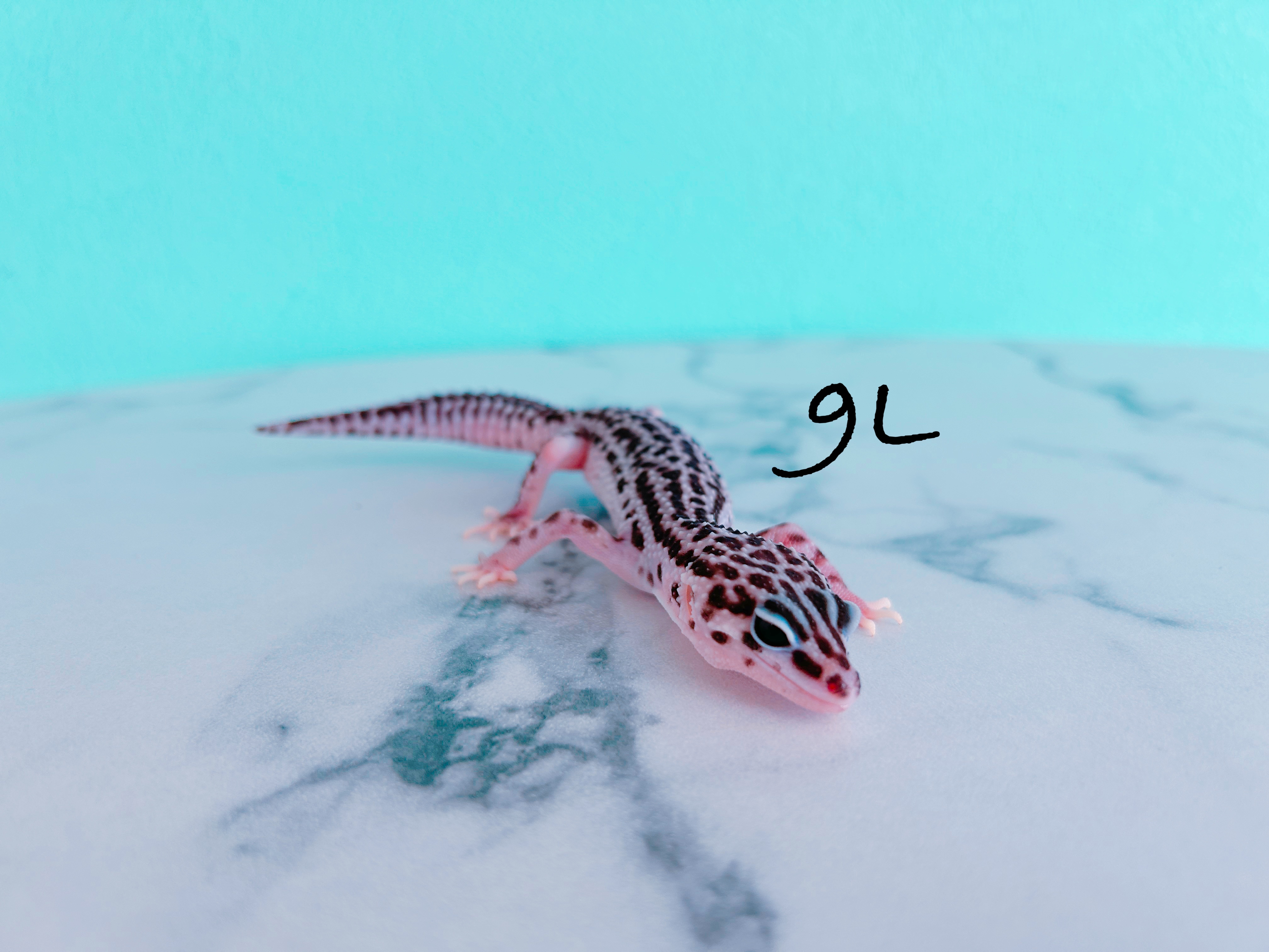 ヒョウモントカゲモドキ　9L