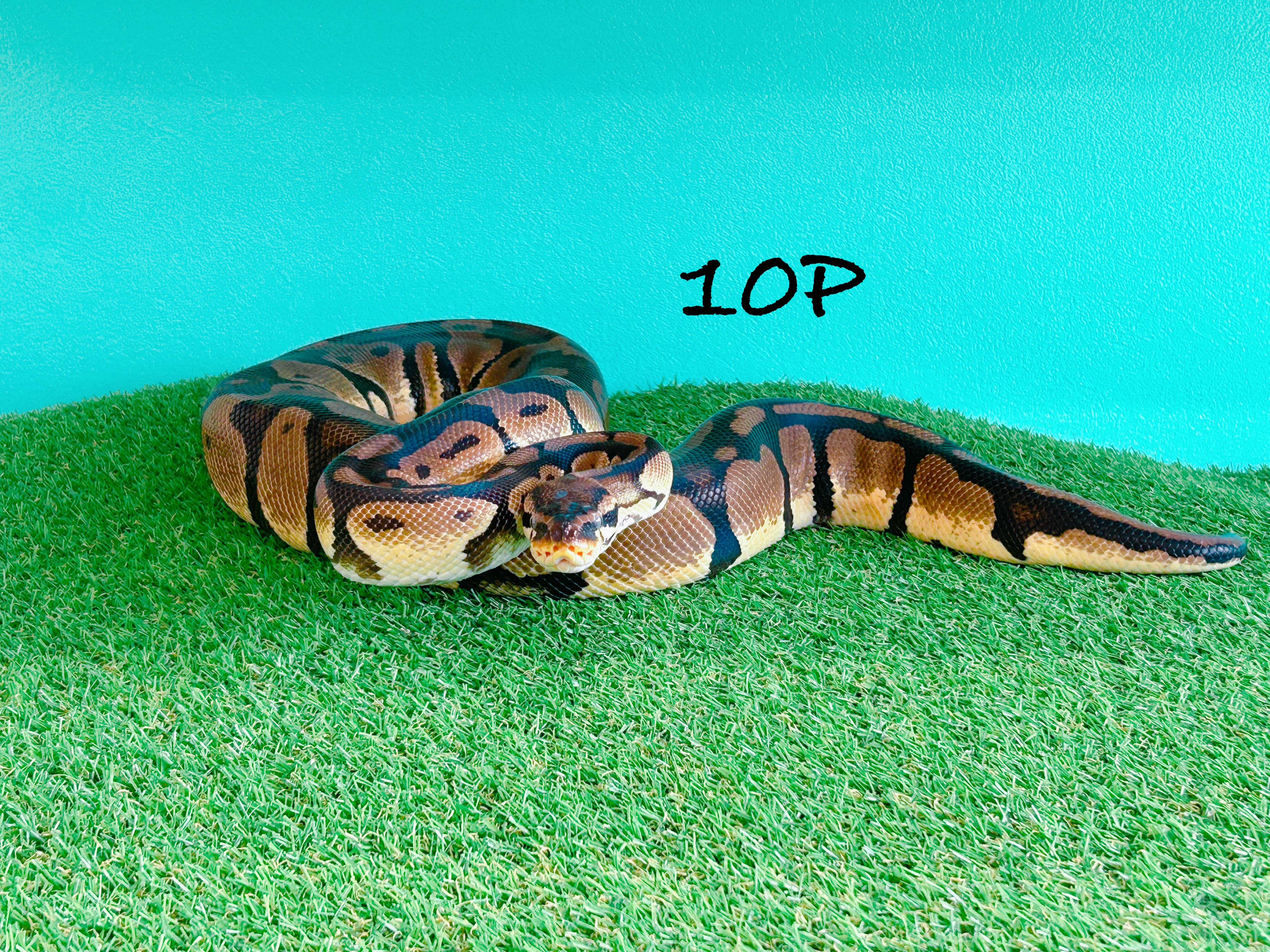 ボールパイソン　10P