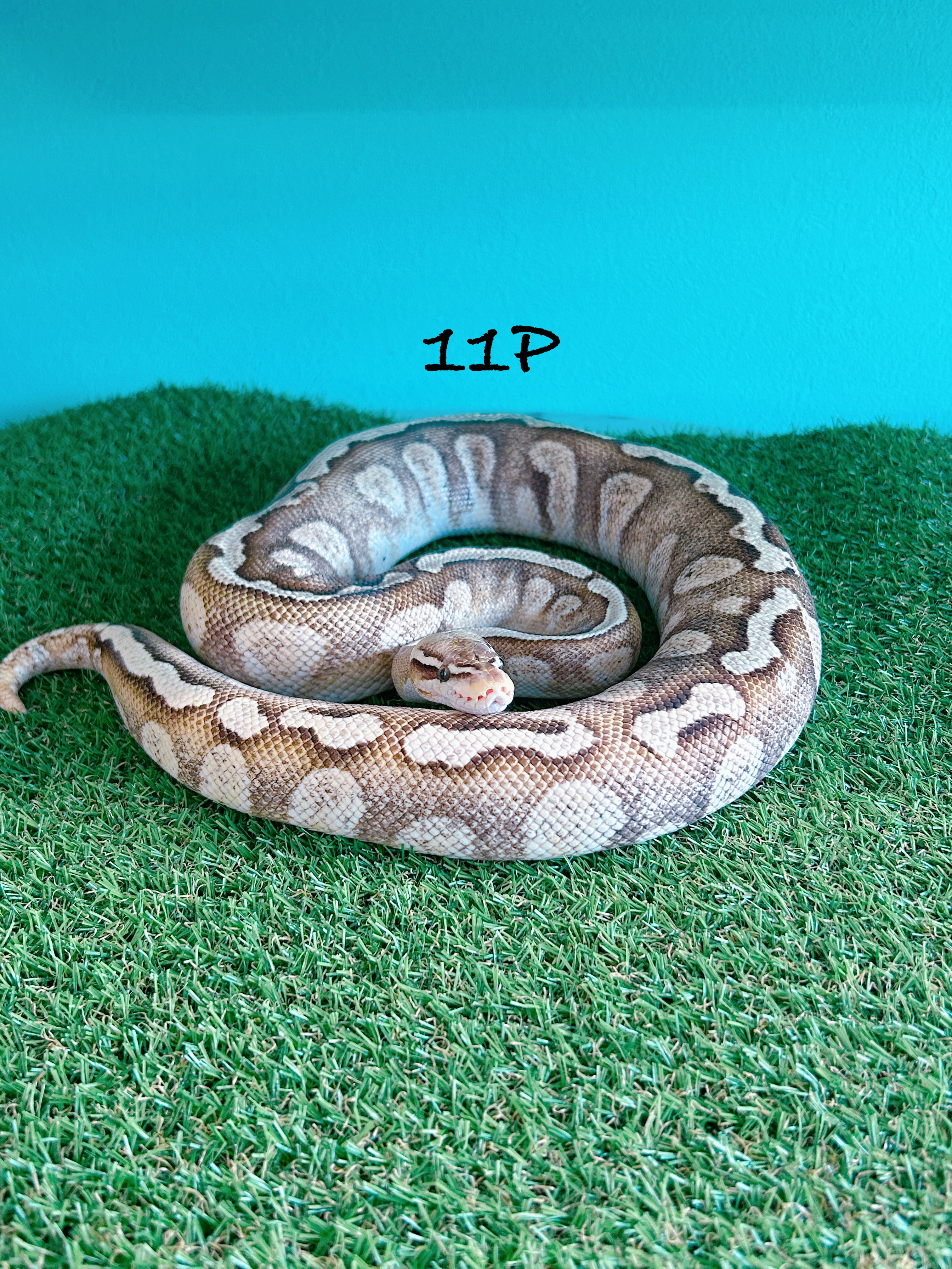 ボールパイソン　11P