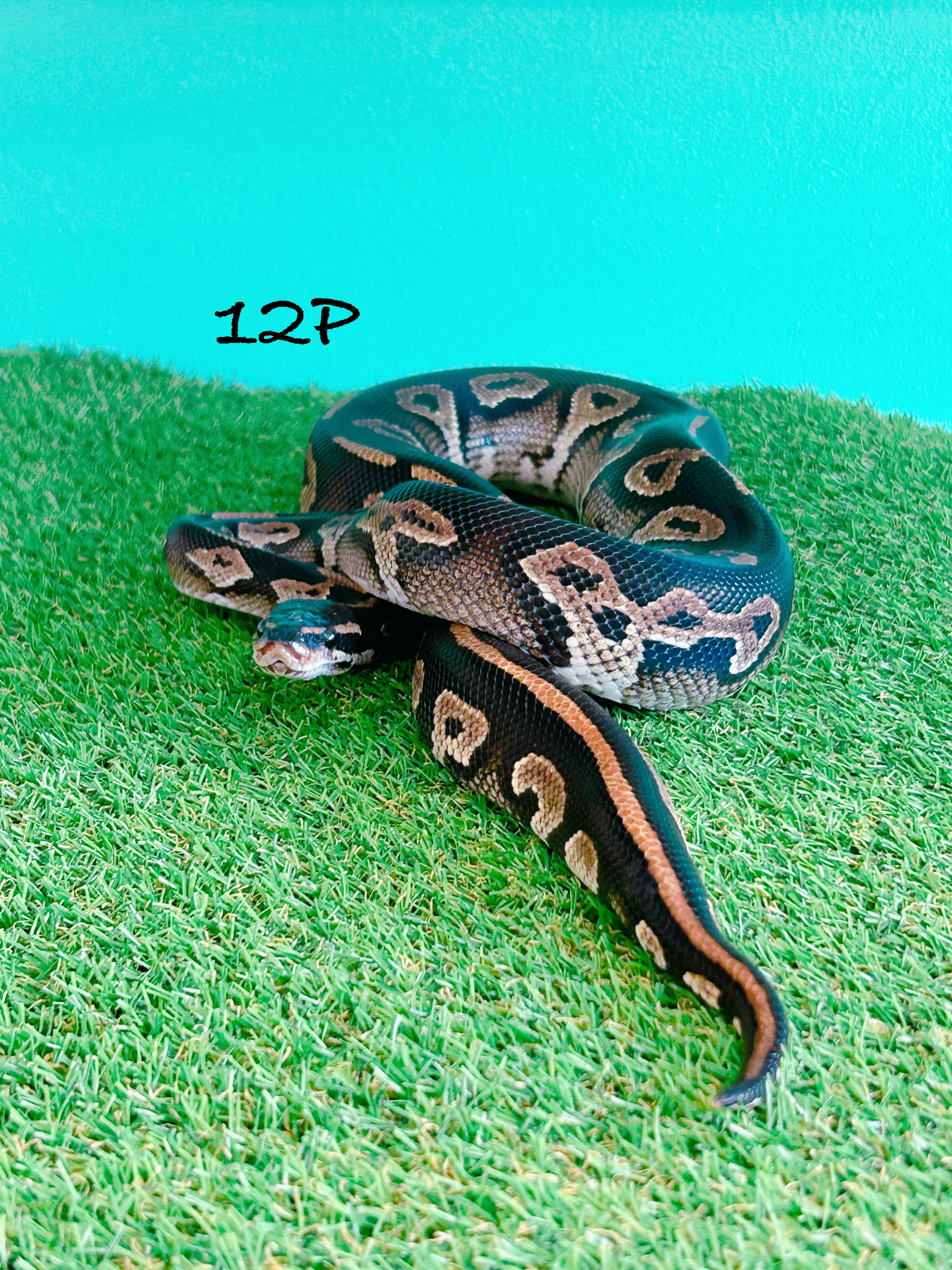 ボールパイソン　12P