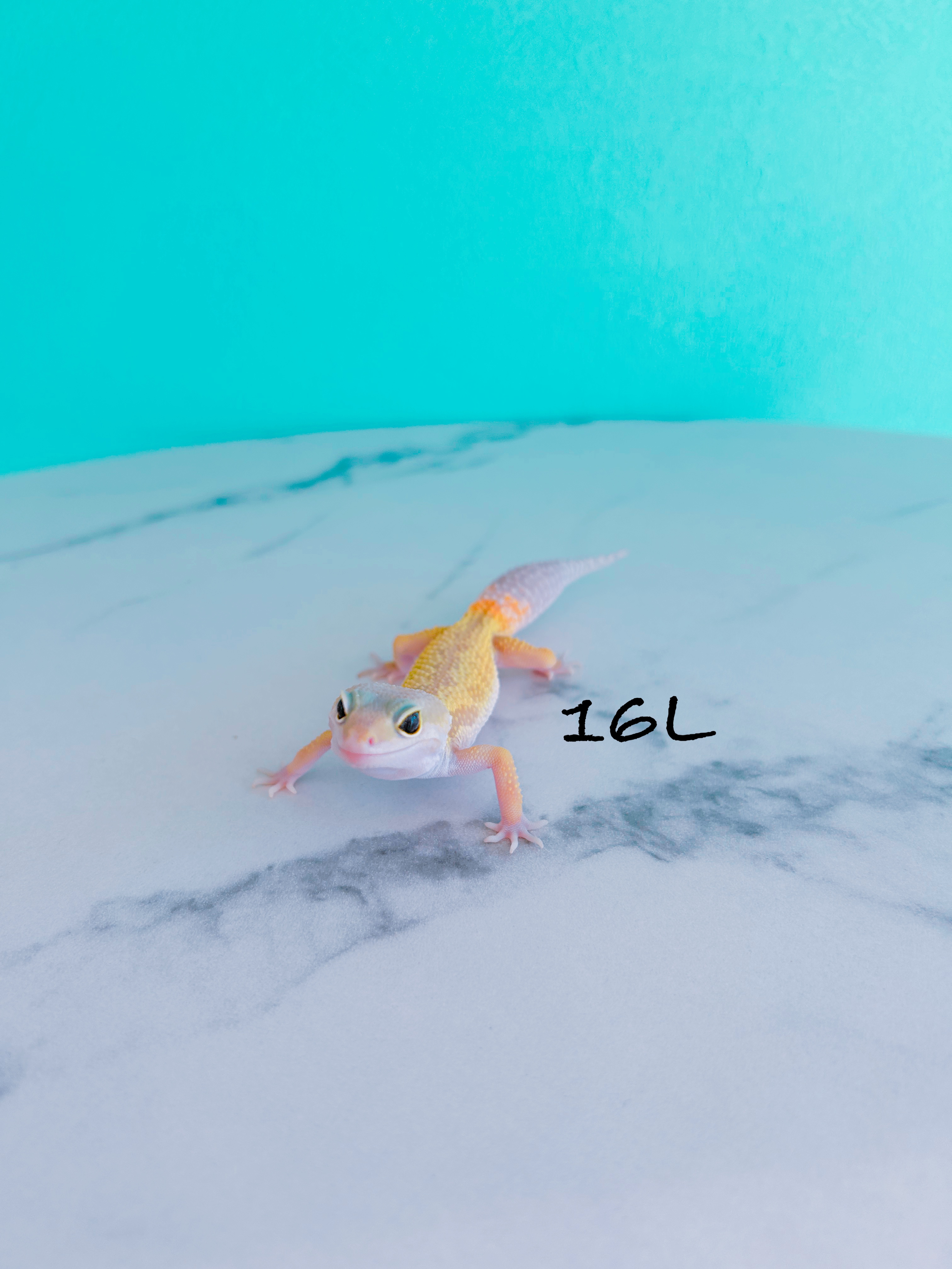 ヒョウモントカゲモドキ　16L