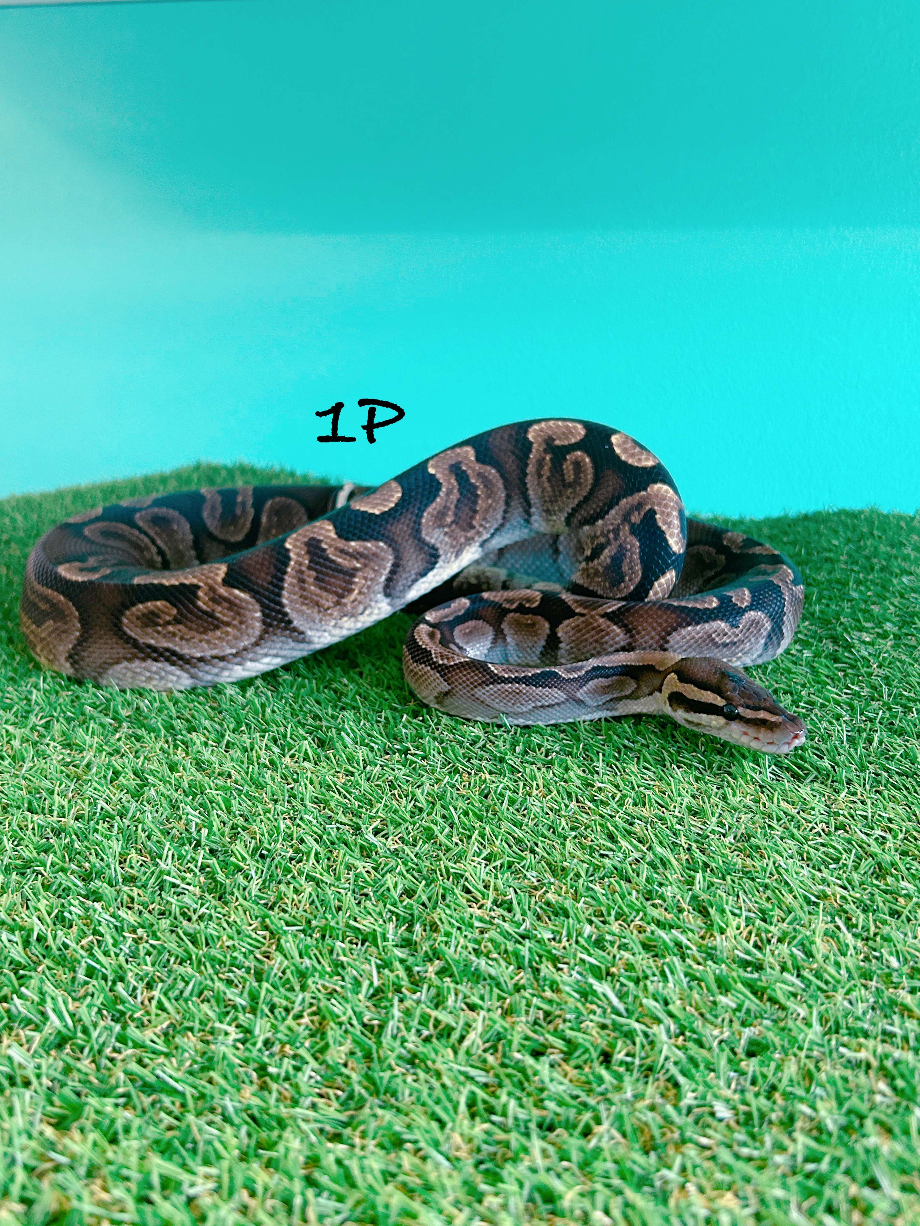 ボールパイソン　1P