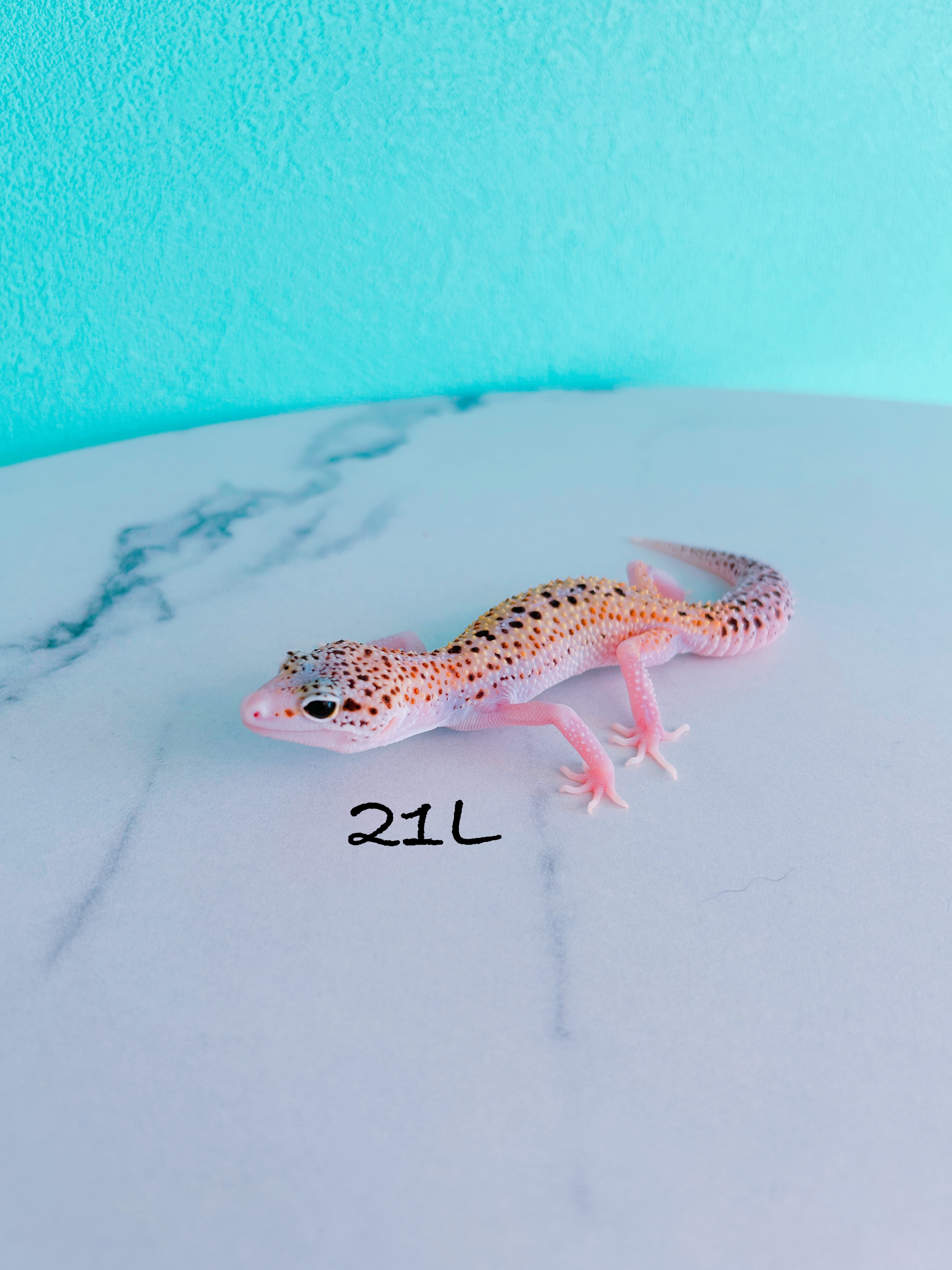 ヒョウモントカゲモドキ　21L