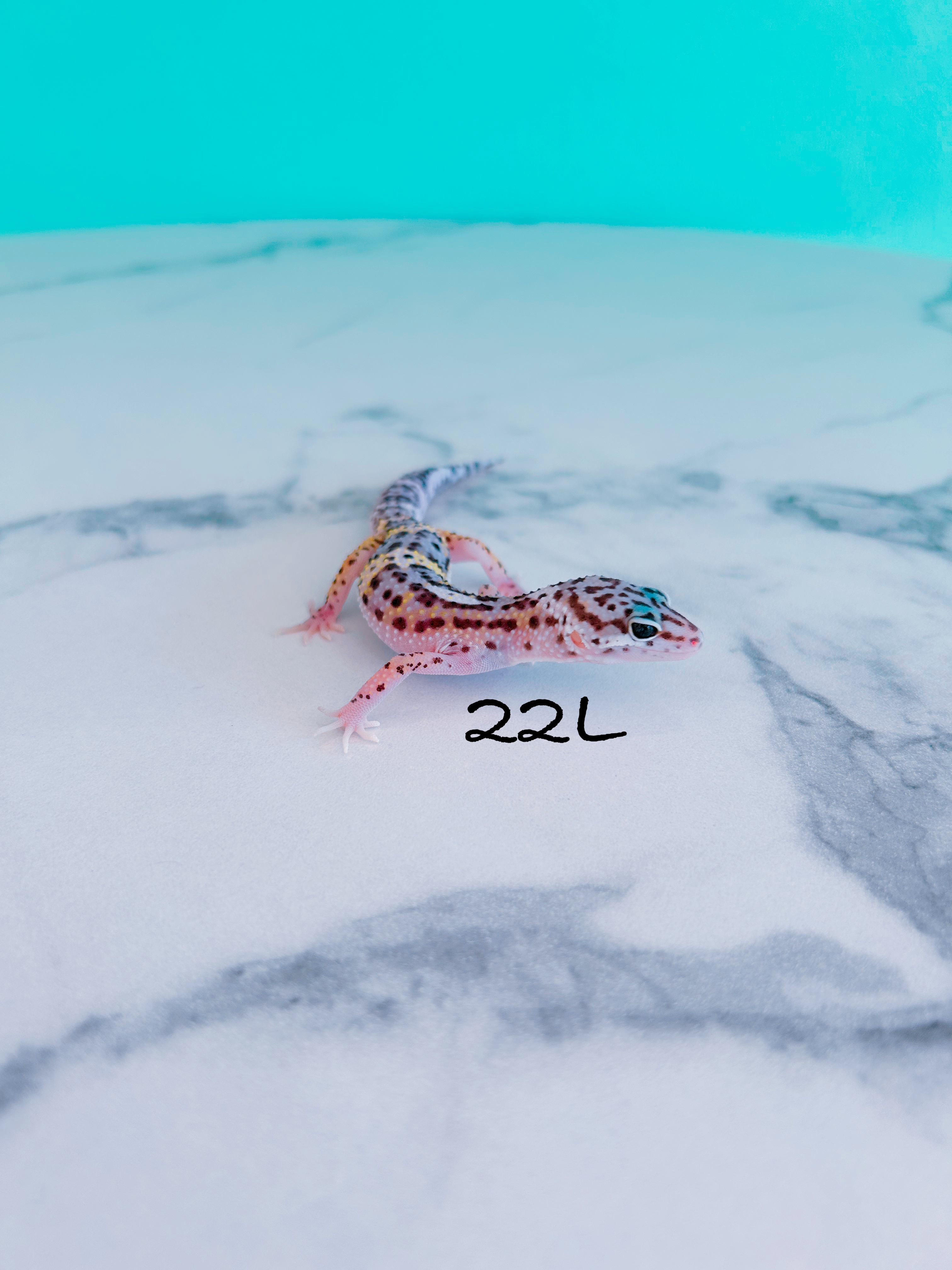 ヒョウモントカゲモドキ　22L