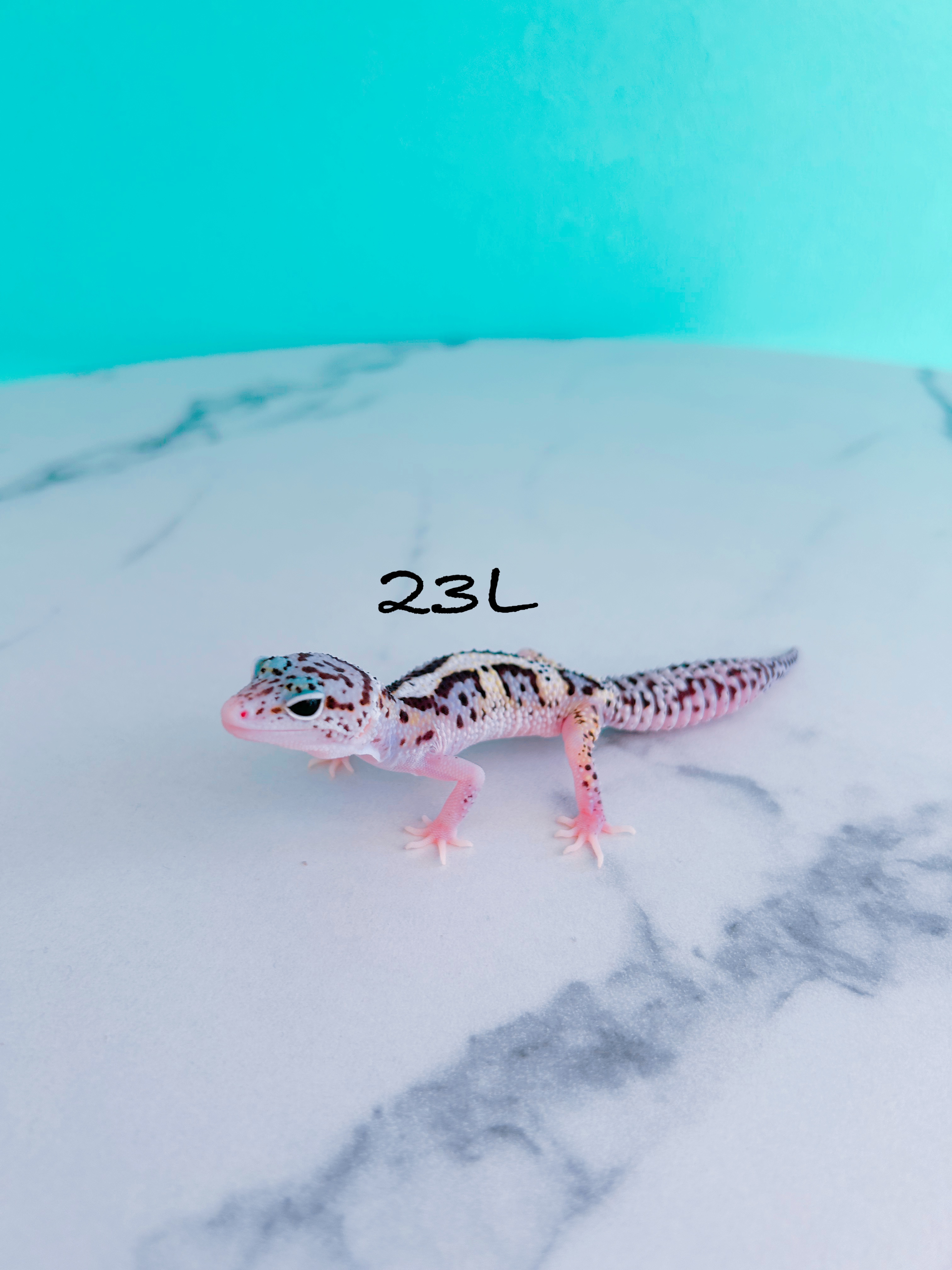 ヒョウモントカゲモドキ　23L