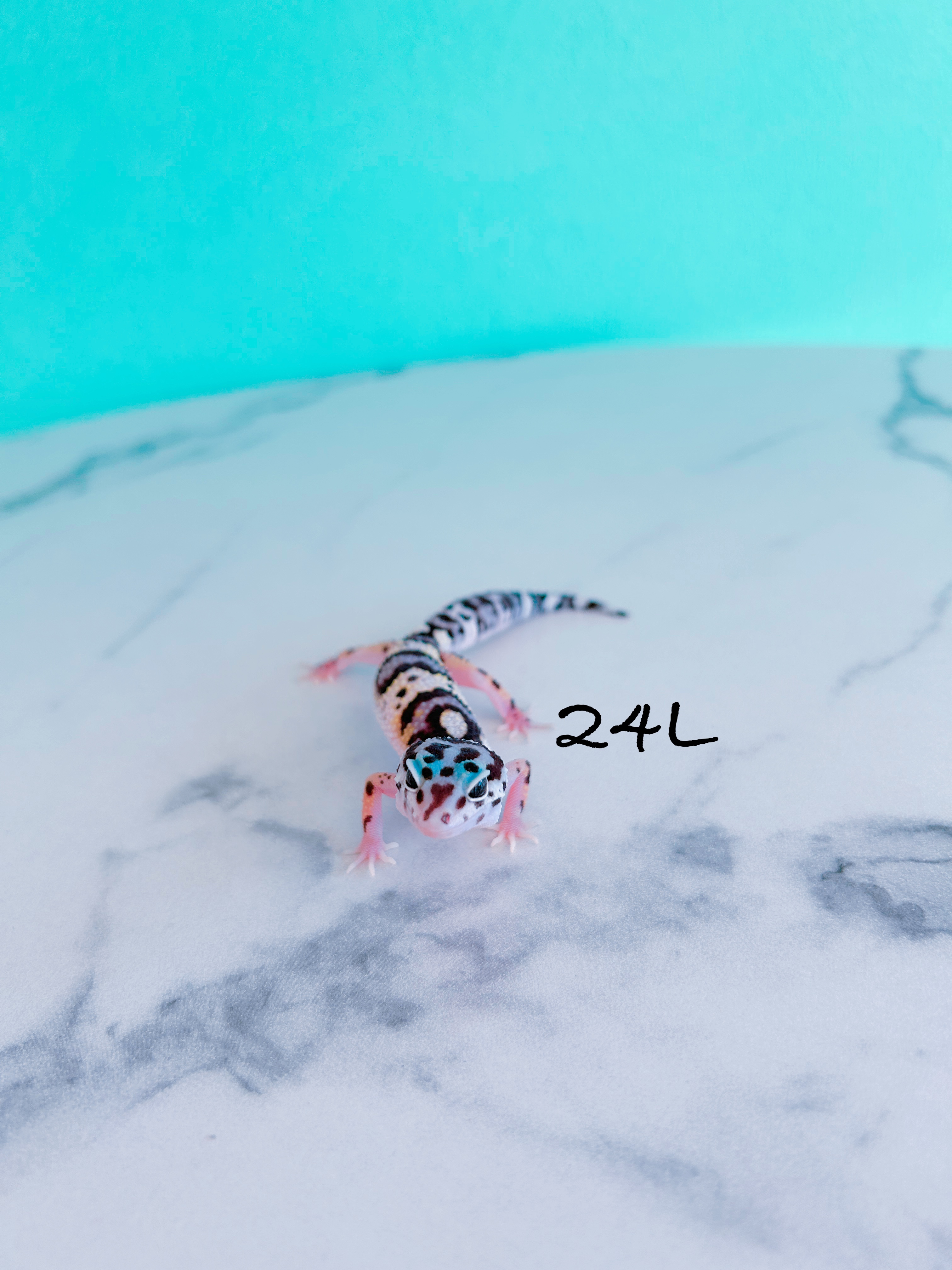 【売約済み】ヒョウモントカゲモドキ　24L