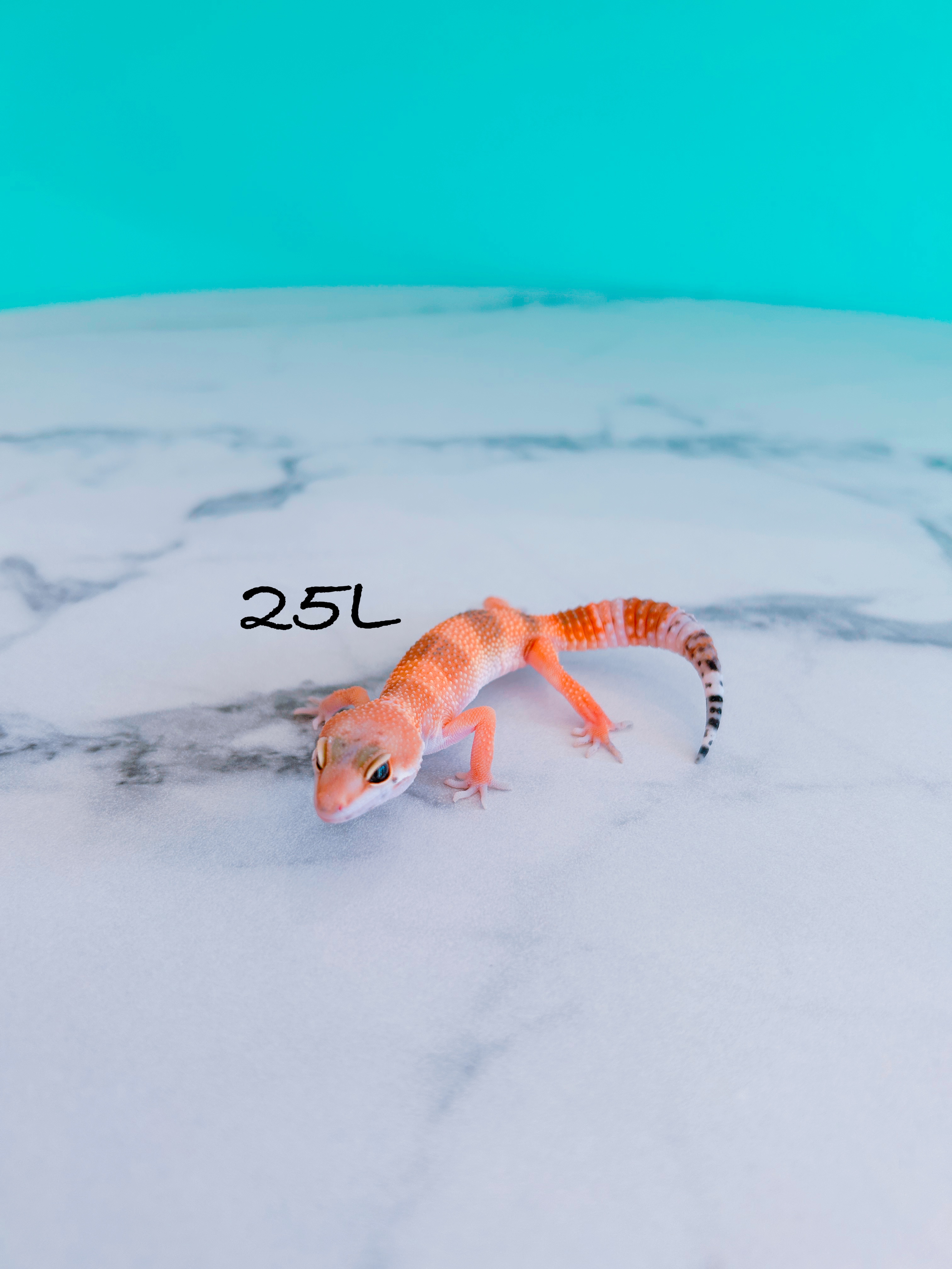 ヒョウモントカゲモドキ　25L