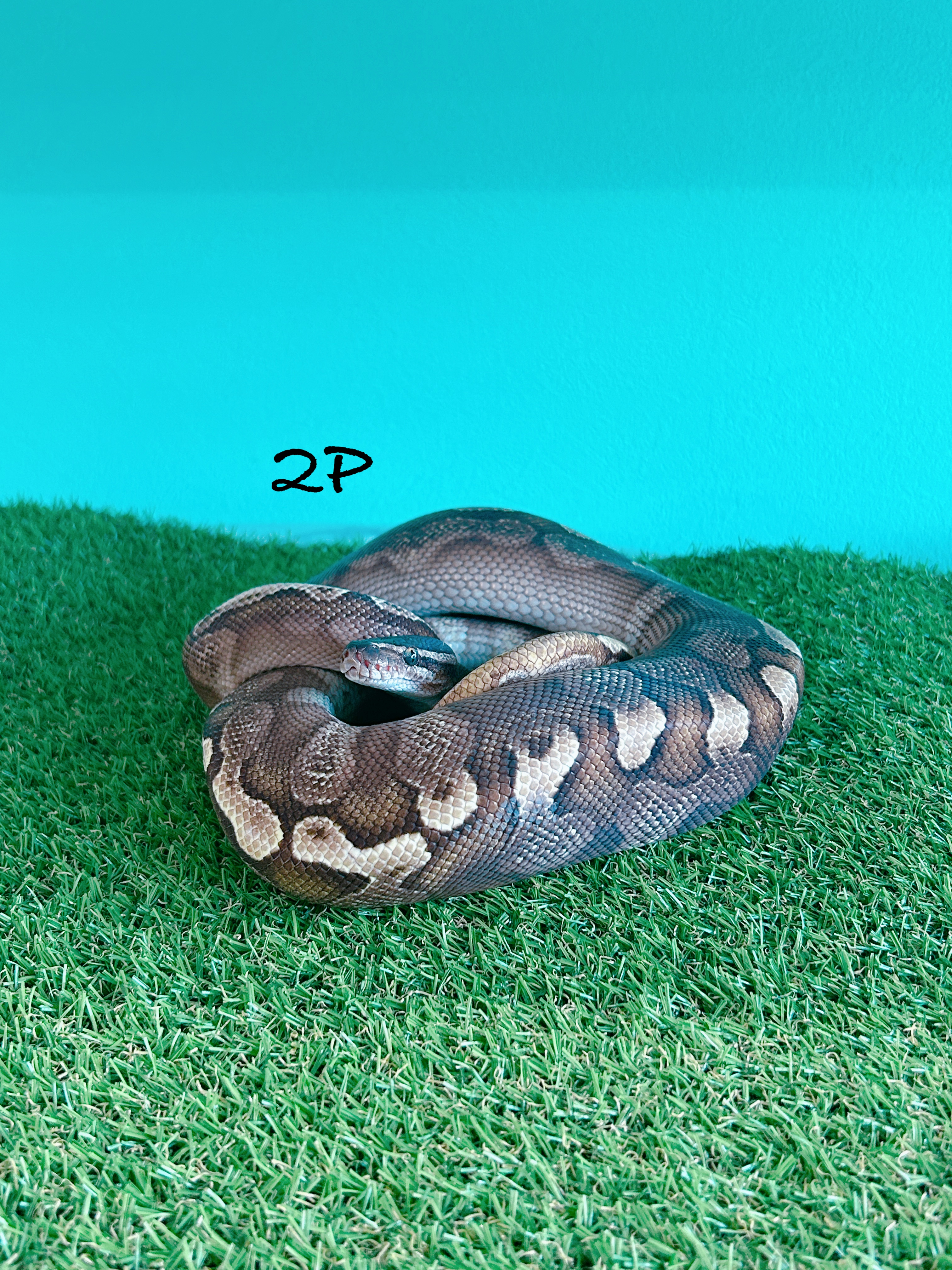 ボールパイソン　2P