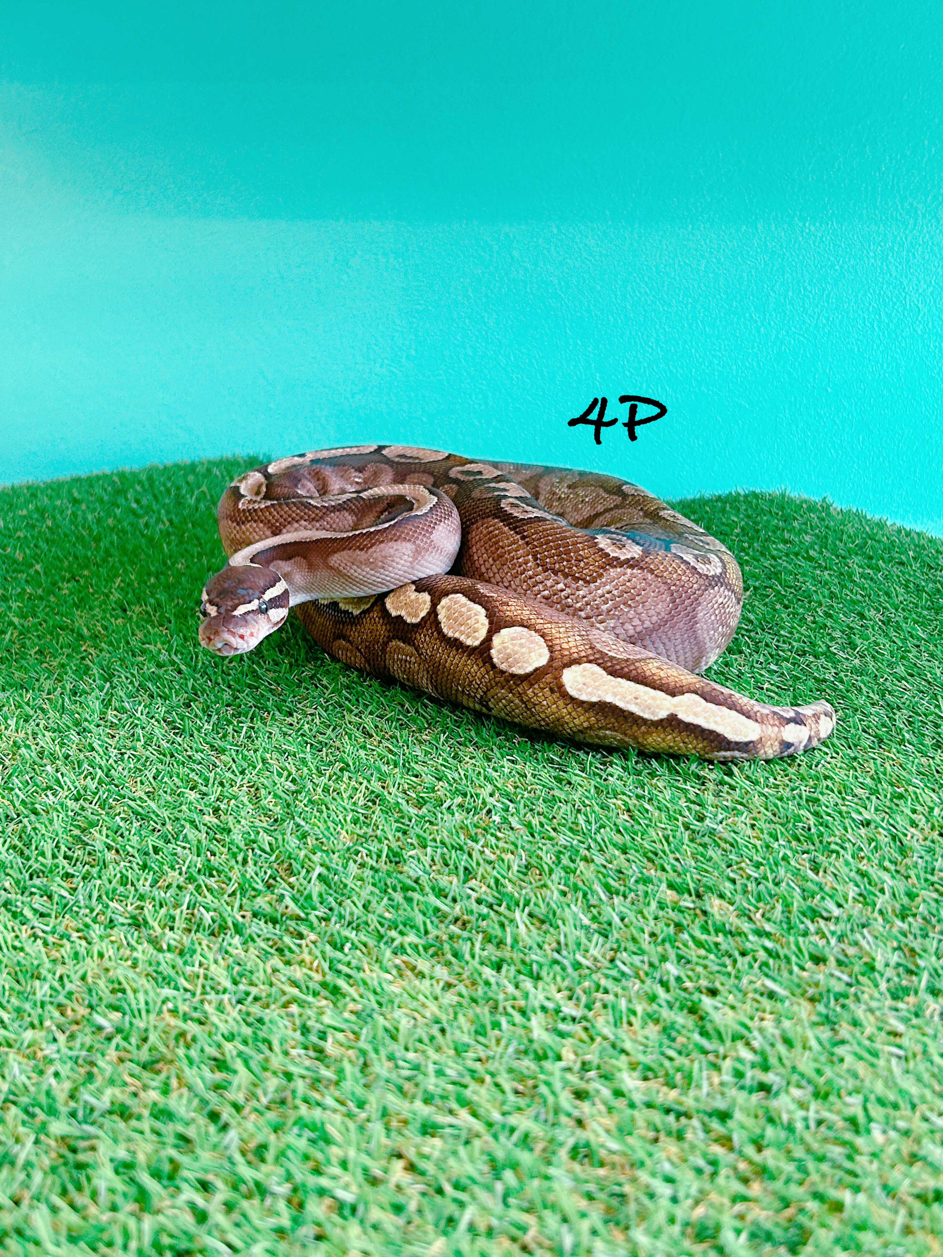 ボールパイソン　4P