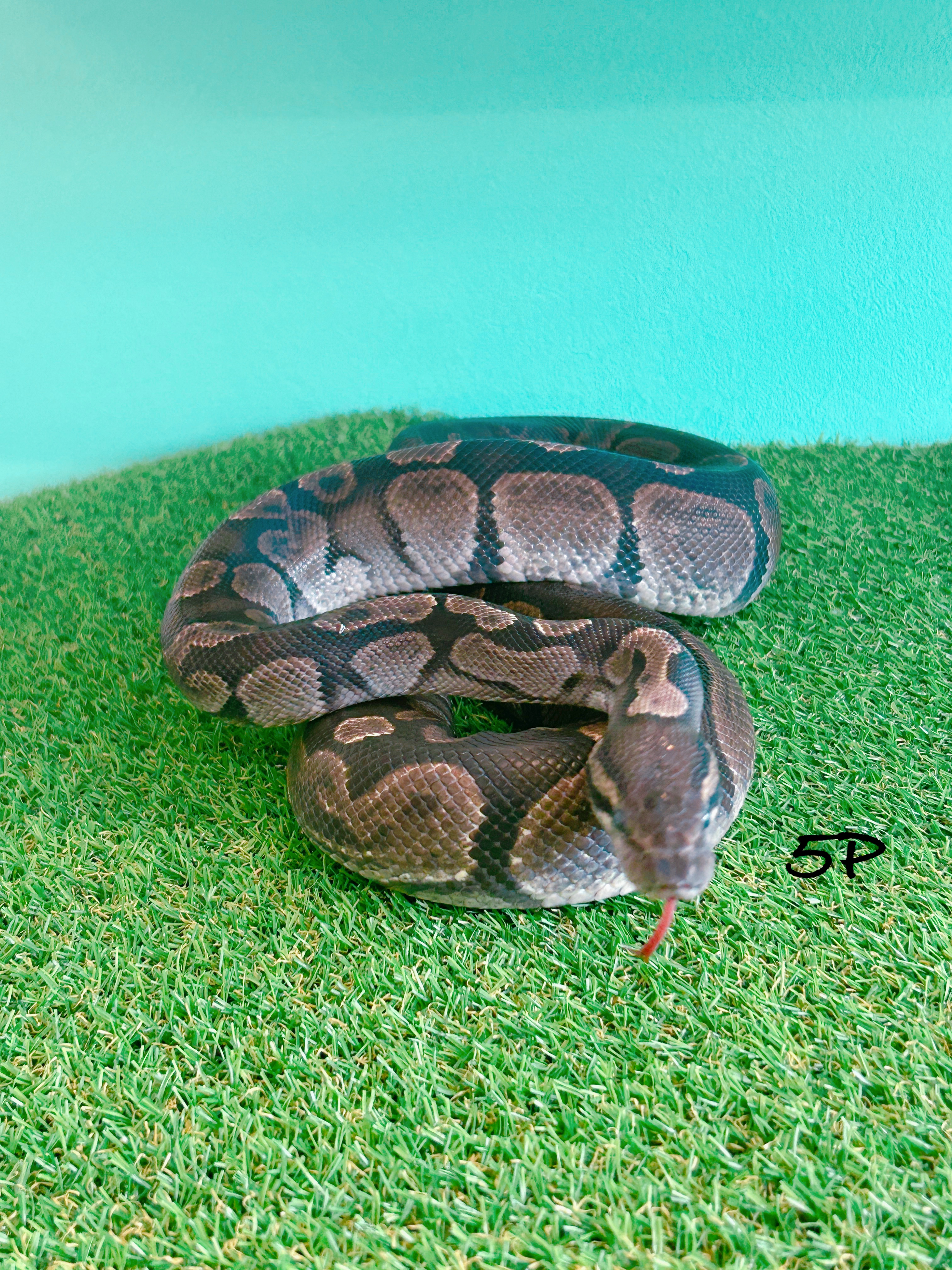 ボールパイソン　5P