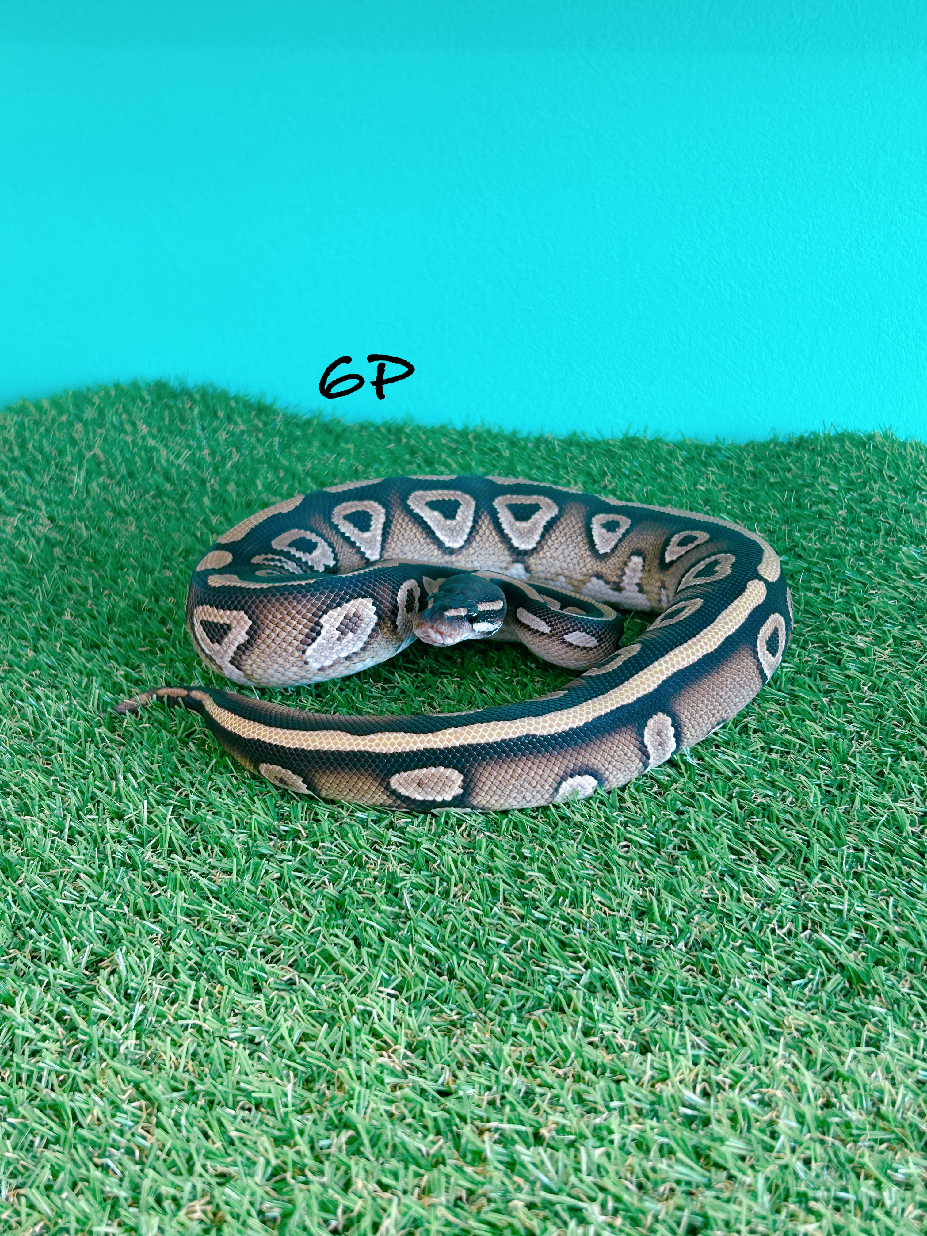 ボールパイソン　6P