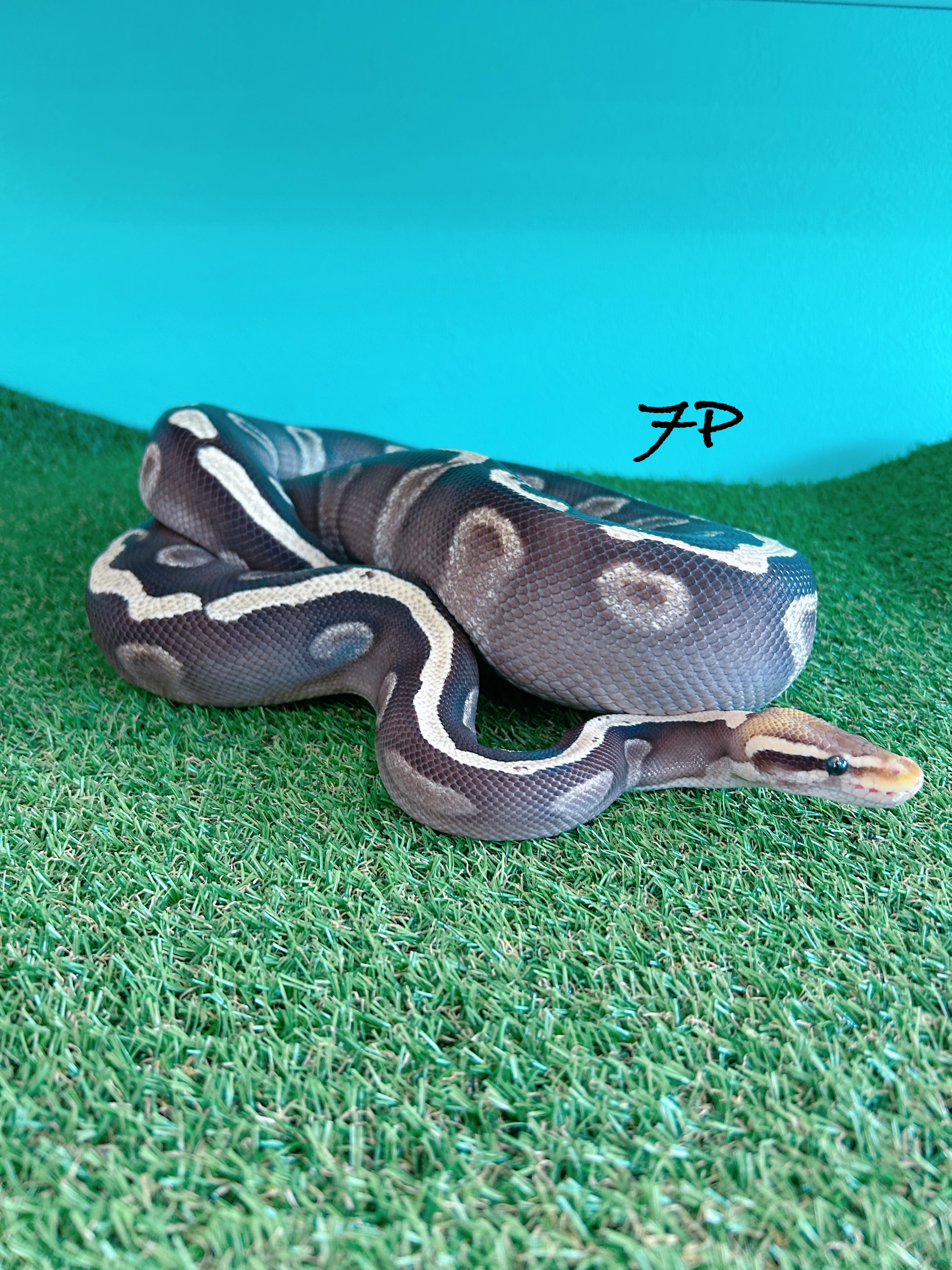 ボールパイソン　7P