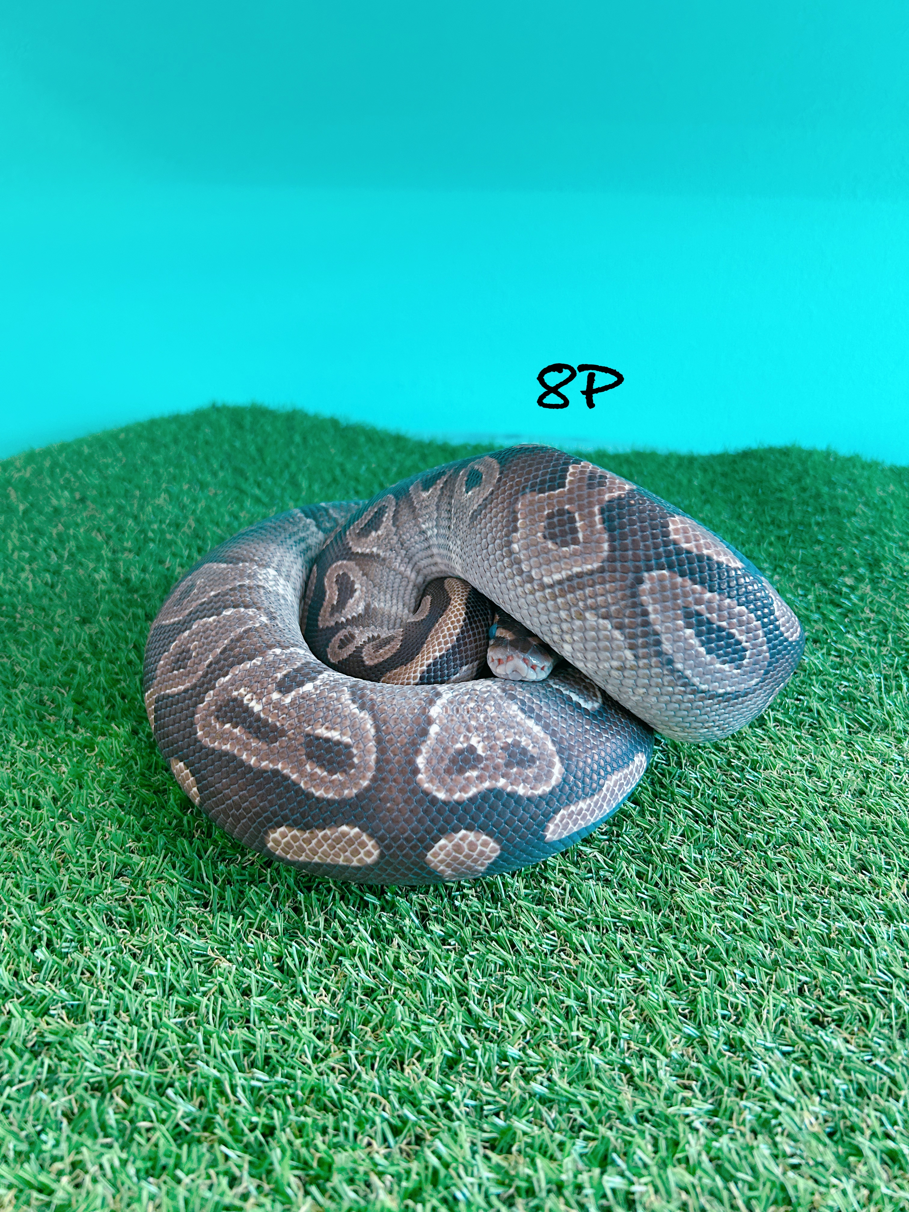 ボールパイソン　8P