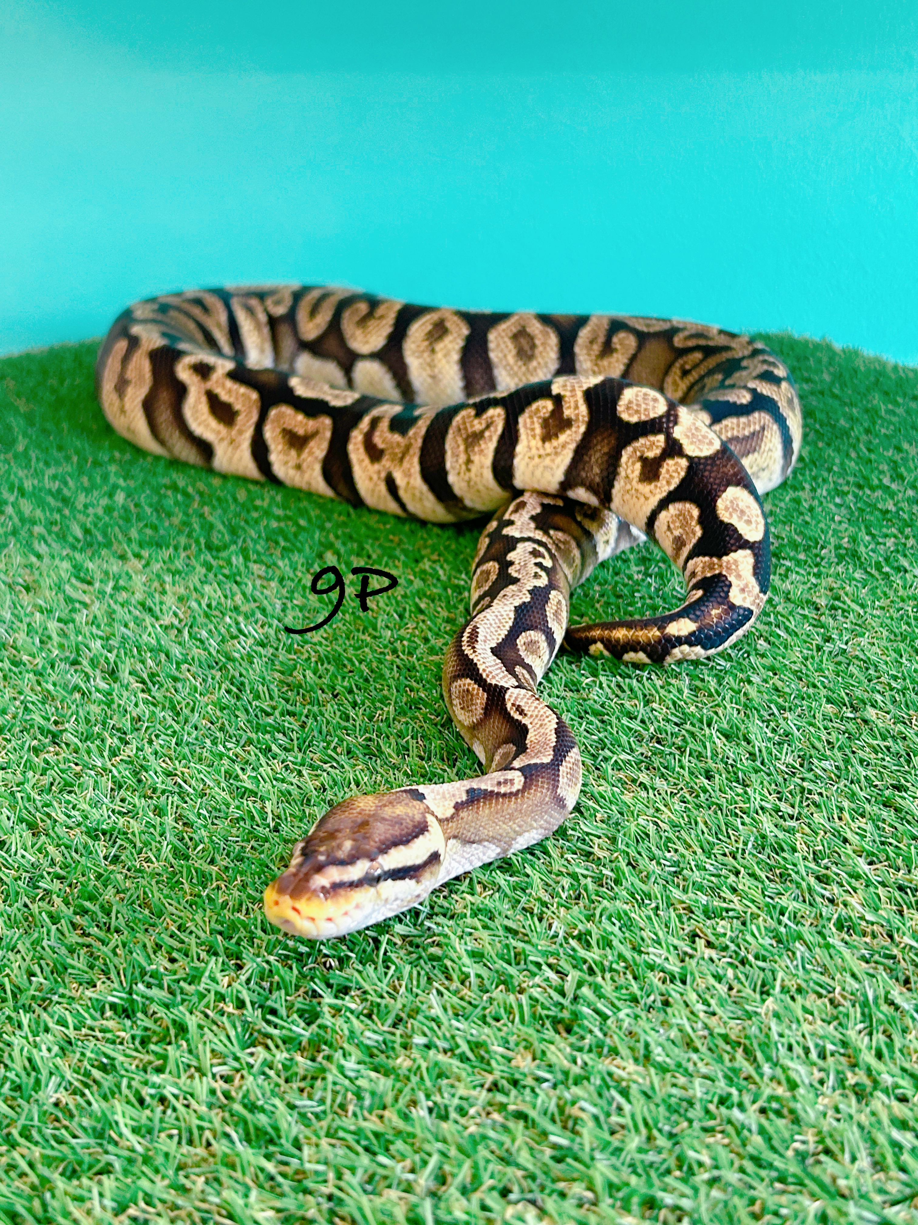 ボールパイソン　9P
