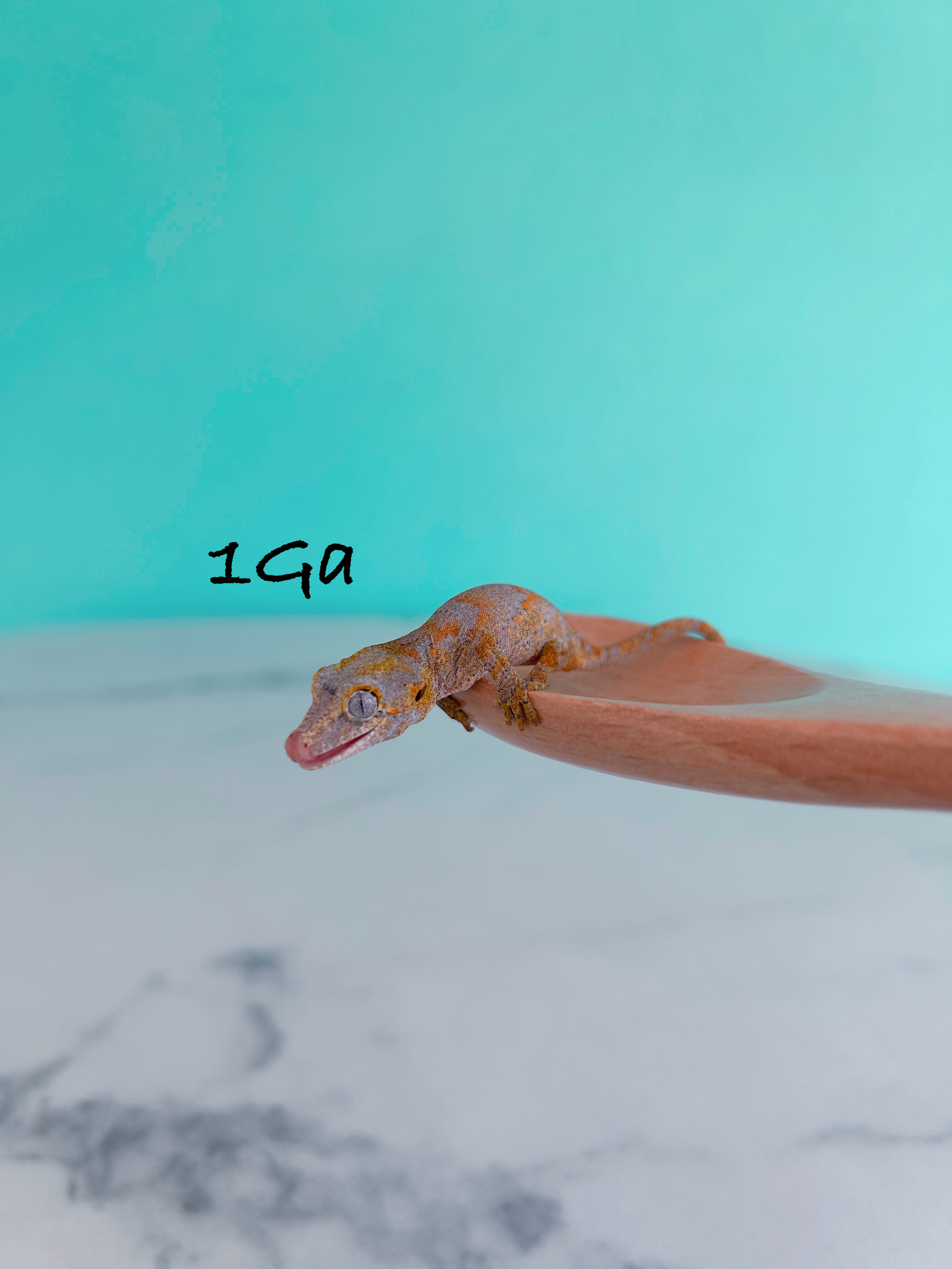 ガーゴイルゲッコー　1Ga