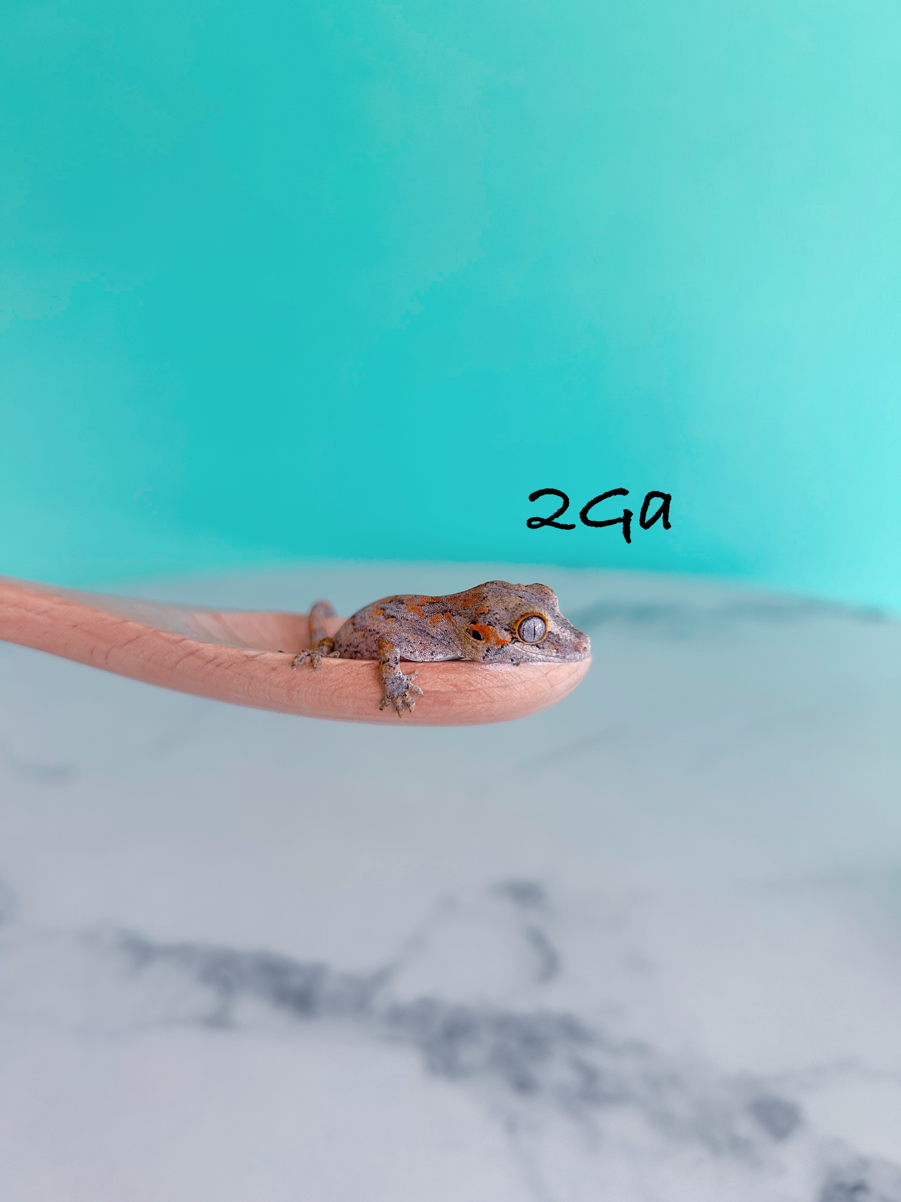 ガーゴイルゲッコー　2Ga