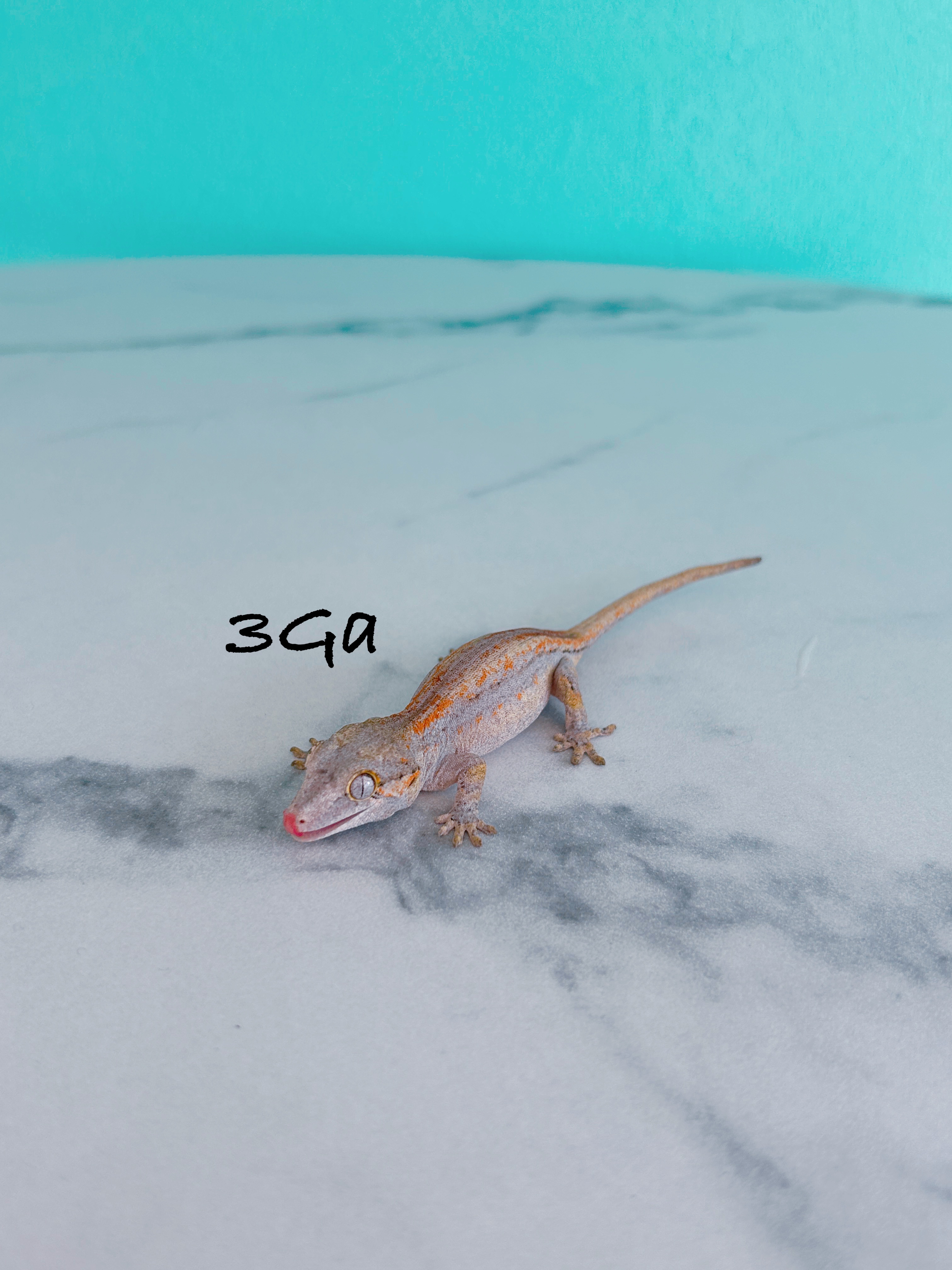 ガーゴイルゲッコー　3Ga