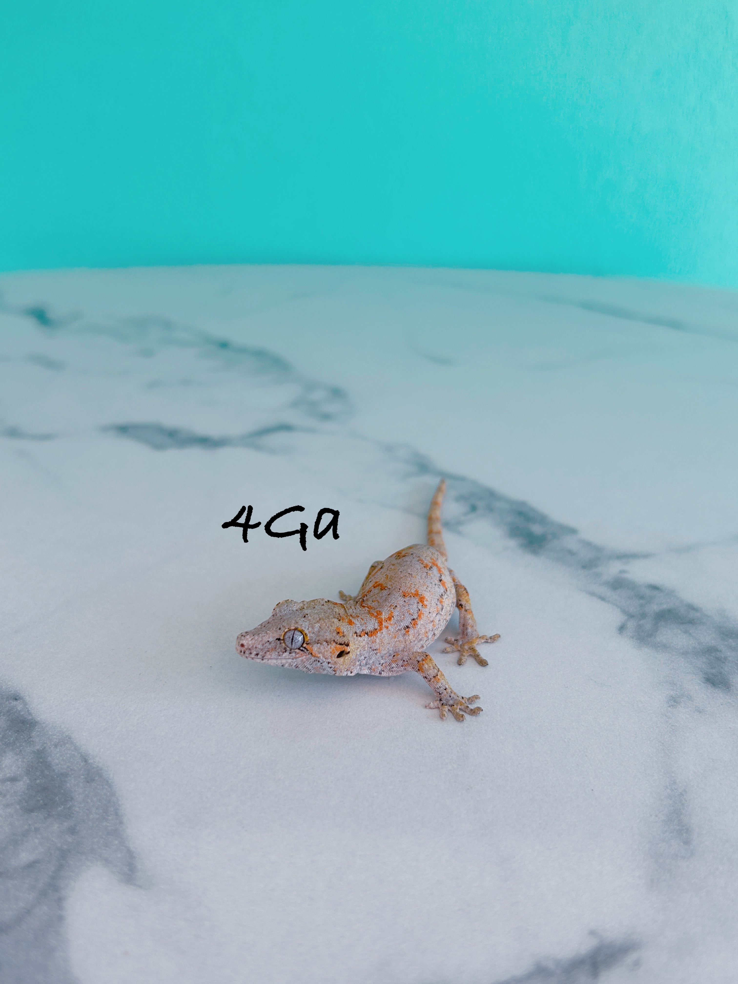 ガーゴイルゲッコー　4Ga